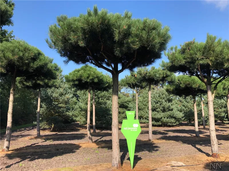 Pinus nigra ssp.nigra